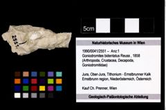 Foto (Objekt + Etikett) von Goniodromites bidentatus (Reuss, 1858)  (NHMW-GEO-1990-0041-2551)